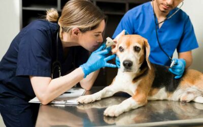 What Does a Vet Tech Make? A Deep Dive into Veterinary Technician Salaries Across America