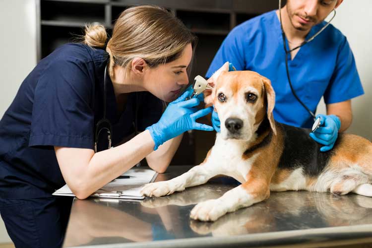 OC Veterinary Assistant School - Veterinary Assistant Helping Veterinary Technician Examine Dogs Ear