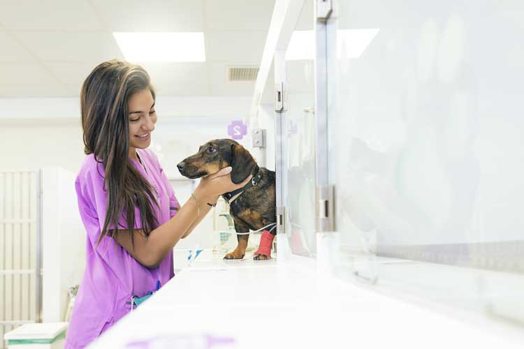 OC Veterinary Assistant School---Veterinary Assistant Student with Dog