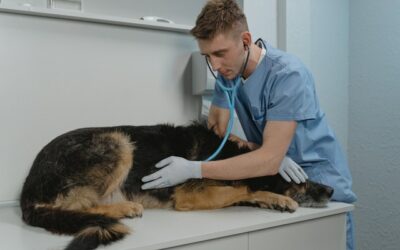 How to Choose Between Small Animal and Large Animal Practice