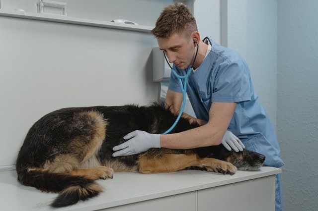 OCVAS - Vet Assistant Checking Dogs Heart