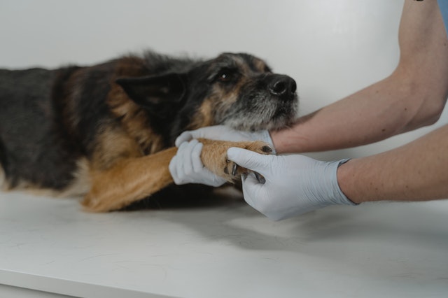 OCVAS - Vet Checking Dogs Paws
