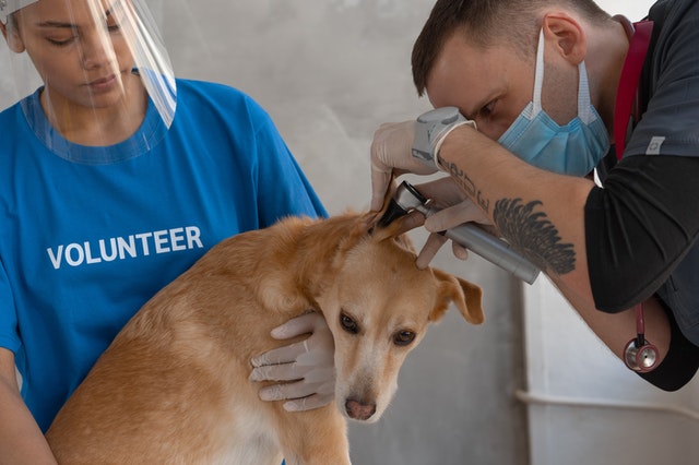 OC Veterinary Assistant School - Veterinary Assistant Helping Veterinary Technician Examine Dogs Ear