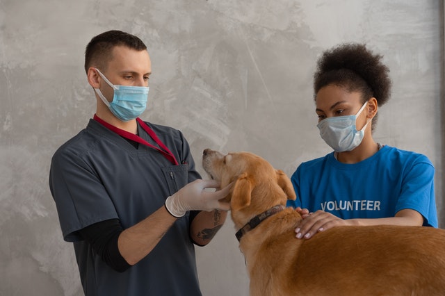 OC Veterinary Assistant School Lake Forest - Veterinary Assistant Student helping vet examine dog