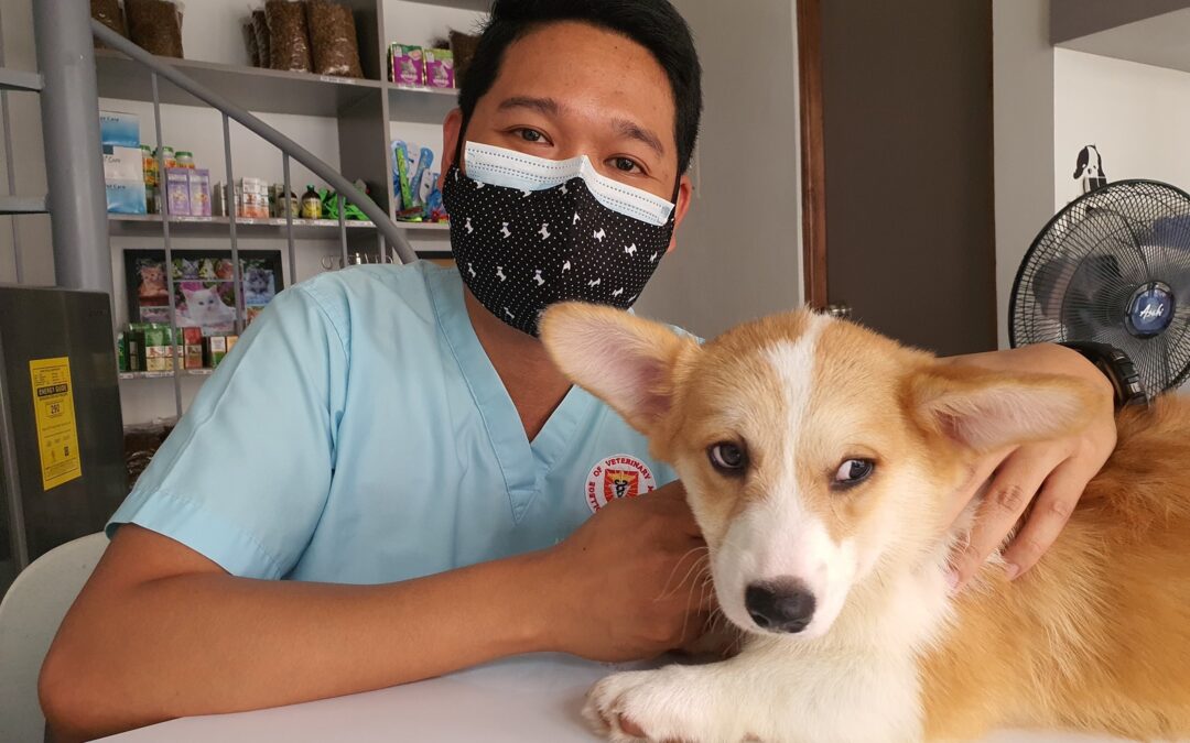Vet Assistant vs. Vet Attendant: Navigating theVeterinary Career Path