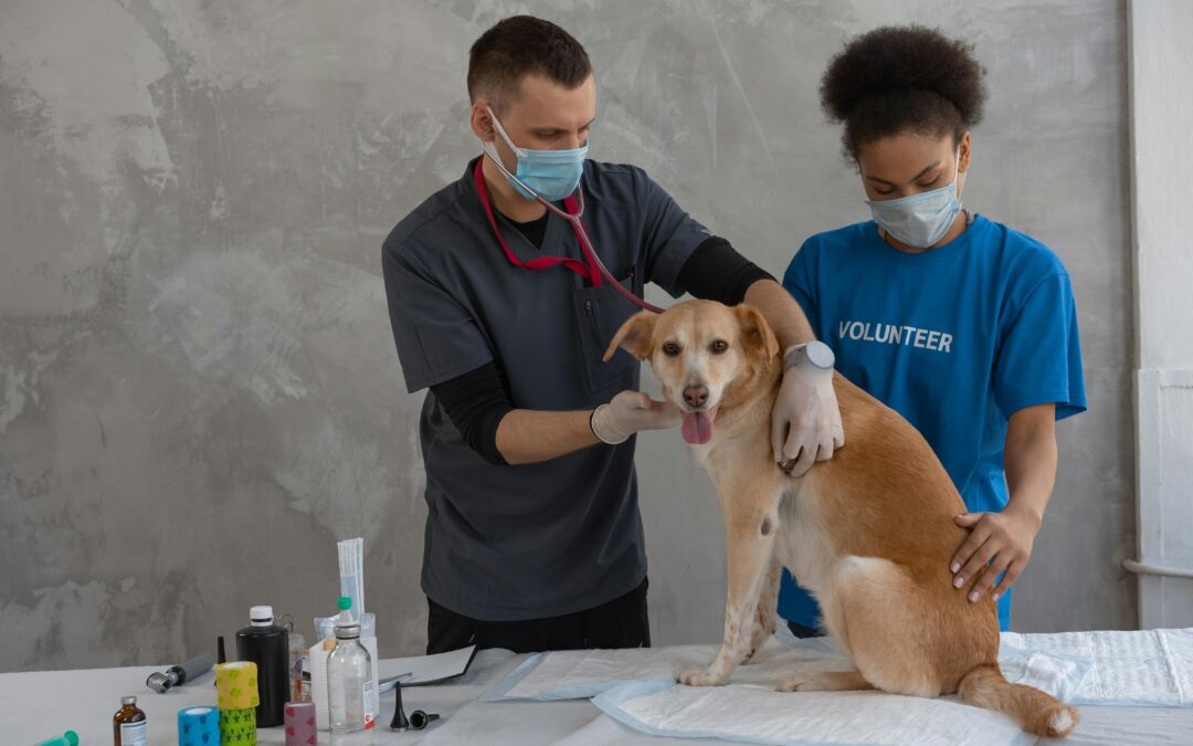 Veterinary Technicians vs. Veterinarians: Understanding the Differences