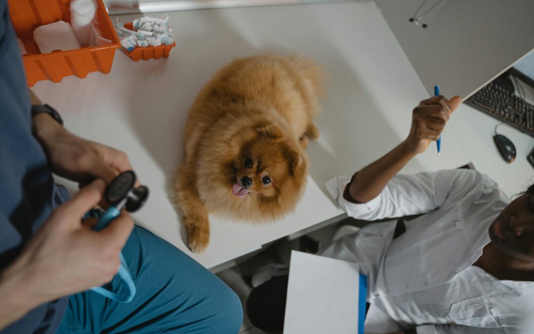 What Does a Vet Tech Do? Understanding the Crucial Role of Veterinary Technicians