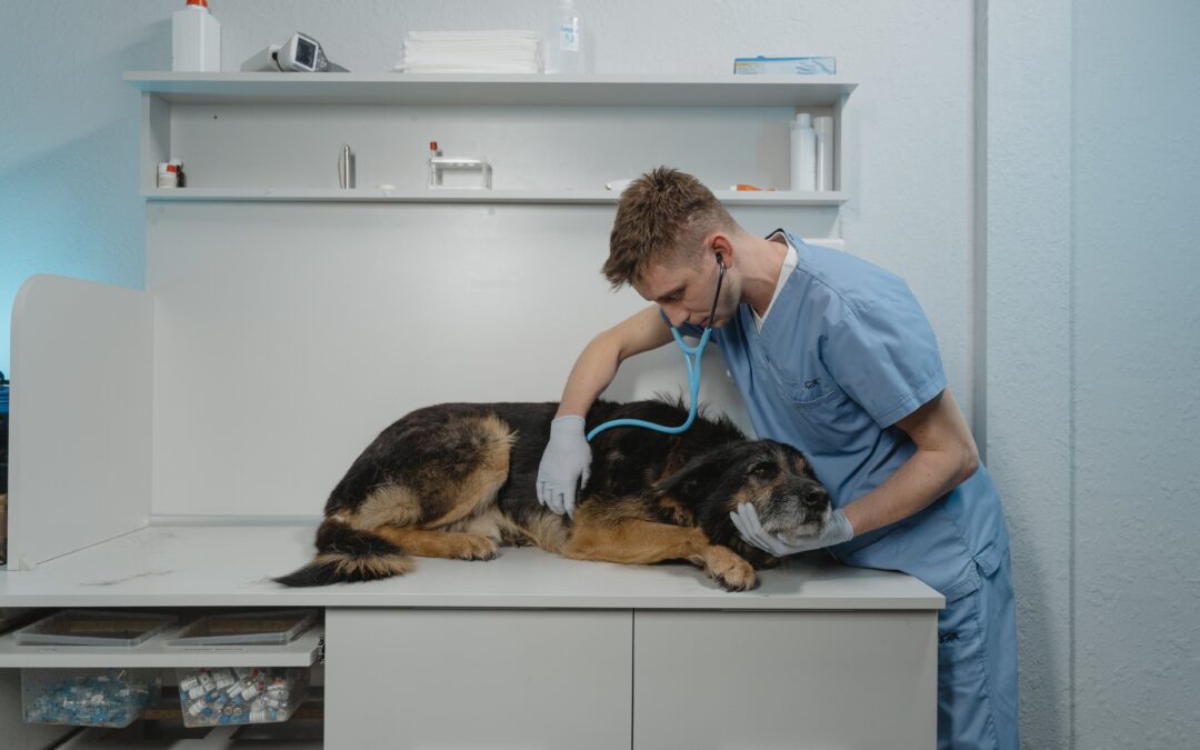 What Makes a Great Vet Tech School?