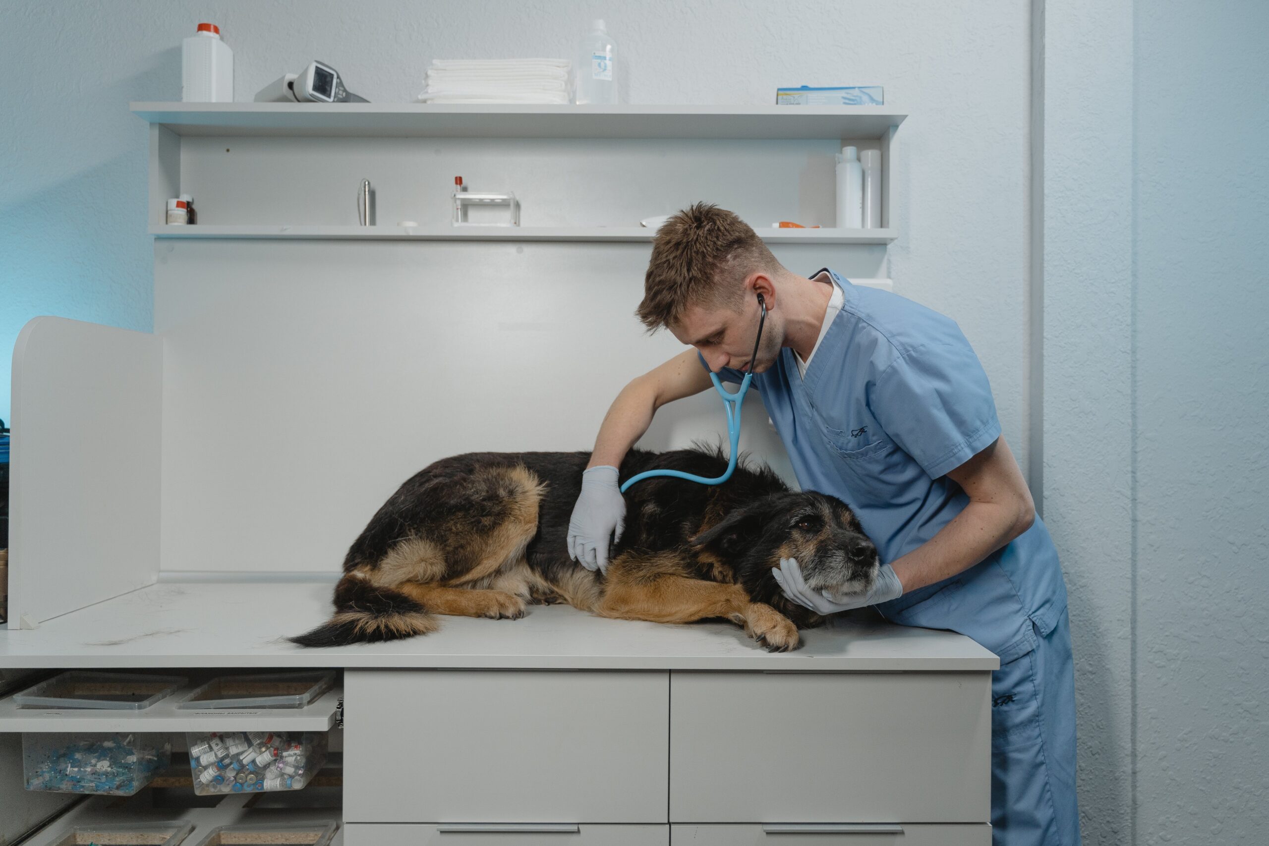 OC Veterinary Assistant School - Veterinary Assistant Helping Veterinary Technician Examine Dogs Ear