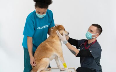 Specializing as a Vet Tech: Fields and Opportunities