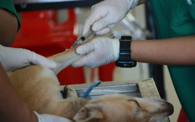 Veterinary Ethics and Animal Welfare: The Vet Tech’s Role