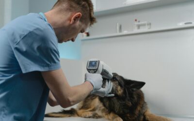 The Future of Veterinary Technology: Trends and Innovations