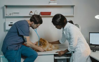 Deciding Your Path After Passing the VTNE: A Guide for New Veterinary Technicians