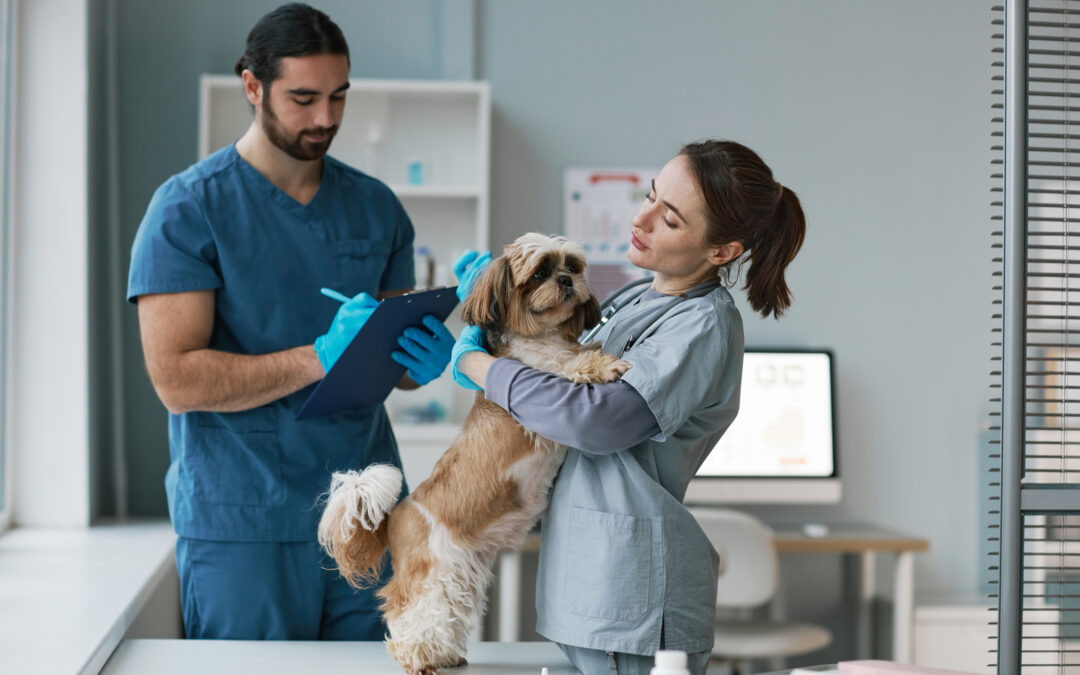 A Day in the Life of a Veterinary Assistant