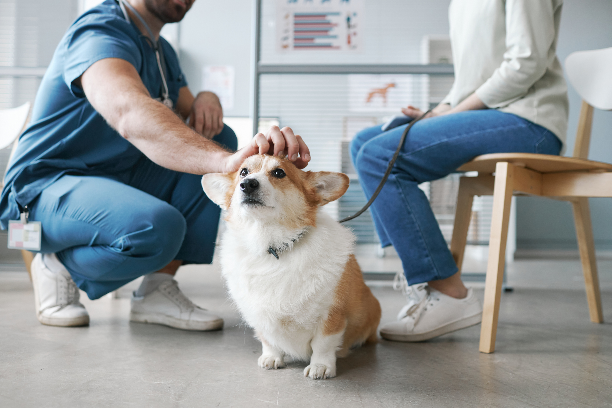 OC Veterinary Assistant School - Veterinary Assistant Helping Veterinary Technician Examine Dogs Ear