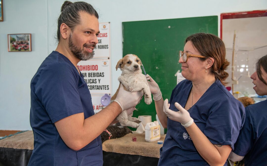 Can You Become a Vet Assistant Without Experience?