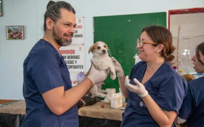 Can You Become a Vet Assistant Without Experience?