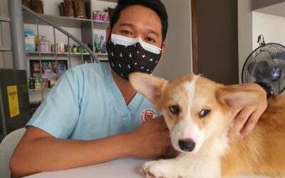 Why Becoming a Vet Assistant Is So Rewarding